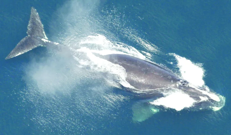 Endangered whales won't be protected for a decade